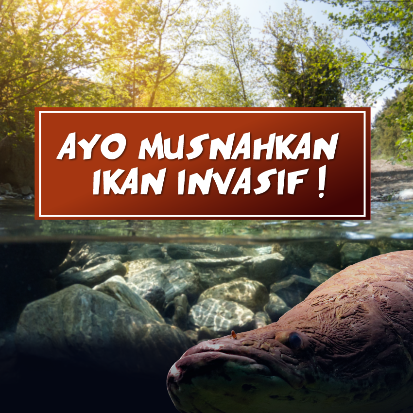 Ayo Musnahkan Ikan Infasif!