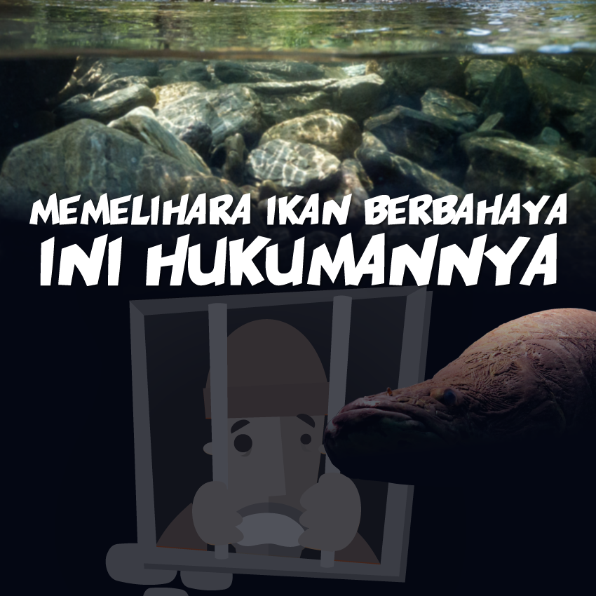 Memelihara Ikan Berbahaya, Ini Hukumannya!