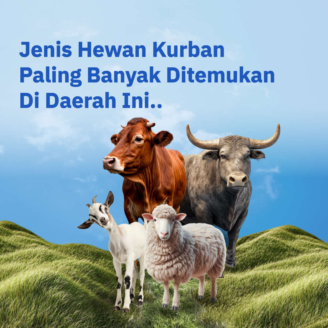 Jenis Hewan Kurban Paling Banyak Ditemukan Di Daerah Ini..